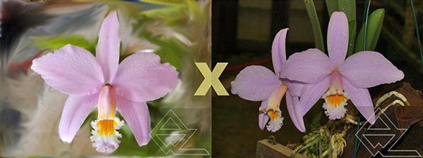 Laelia jongheana ('581' x rosada 'Ouro Preto')