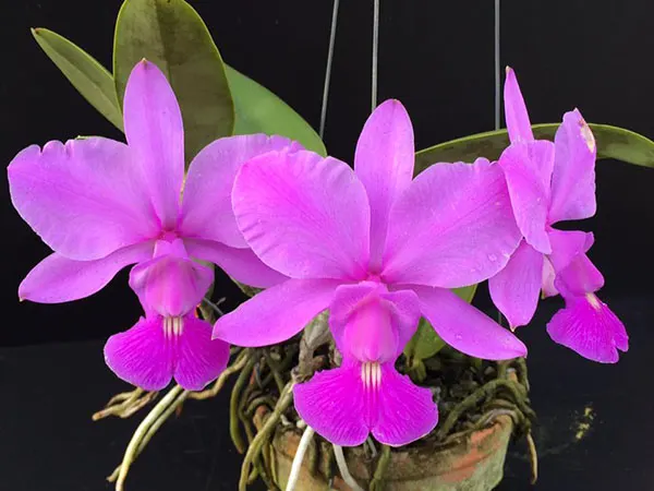 Cattleya walkeriana 'Miss Divinopolis' x ('Leda' x 'Brodosk')