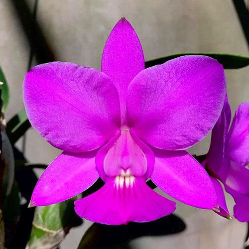 Cattleya walkeriana tipo 'Brodosck' x 'Pensamento'