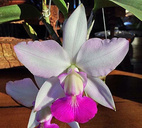 Cattleya walkeriana semi-alba 'Tokio' x 'Gifu'