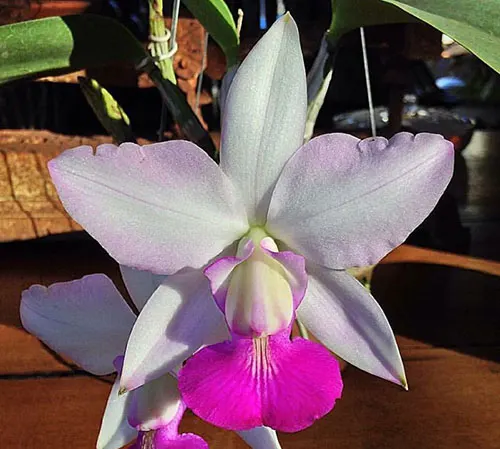 Cattleya walkeriana semi-alba 'Tokio' x 'Gifu'