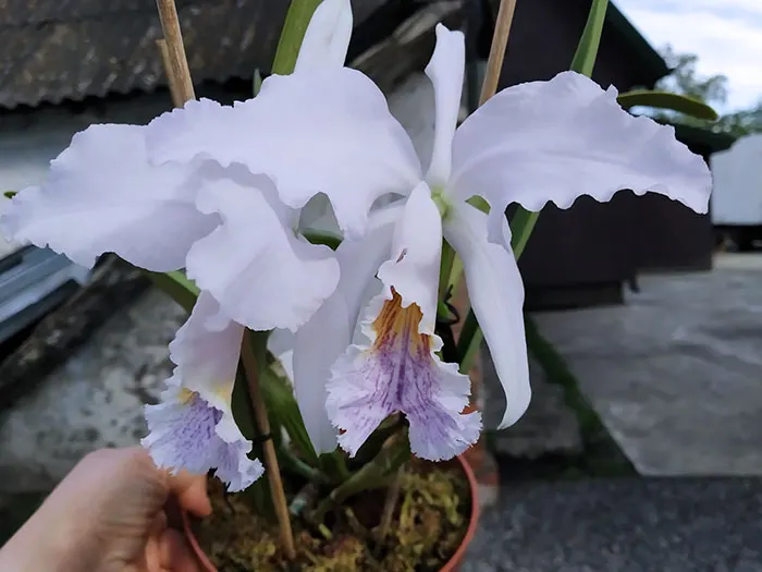 Cattleya mossiae coerulea 'SVO The Best'