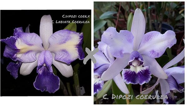 Cattleya Dipozzi coerulea x (Dipozzi coerulea x labiata coerulea)