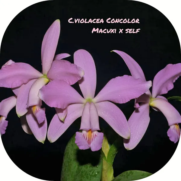 Cattleya violacea concolor 'Macuxi' x self