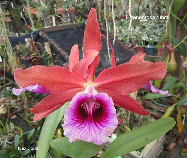 Laelia tenebrosa rubra x rubra DSC