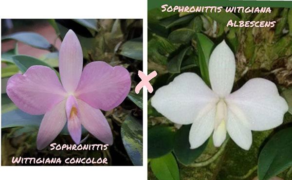 Sophronitis wittigiana concolor x albescens
