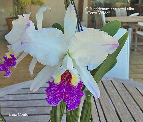 Cattleya lueddemanniana semi-alba 'Cerro Verde' x self