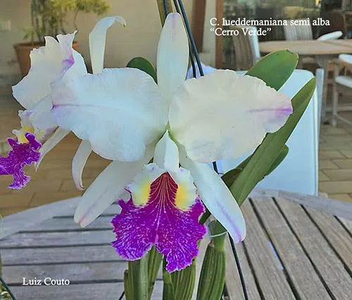 Cattleya lueddemanniana semi-alba 'Cerro Verde' x self