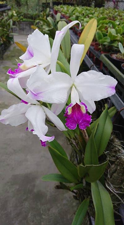 Cattleya lueddemanniana semi-alba 'Cerro Verde' x self
