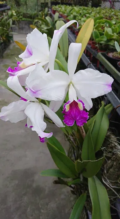 Cattleya lueddemanniana semi-alba 'Cerro Verde' x self