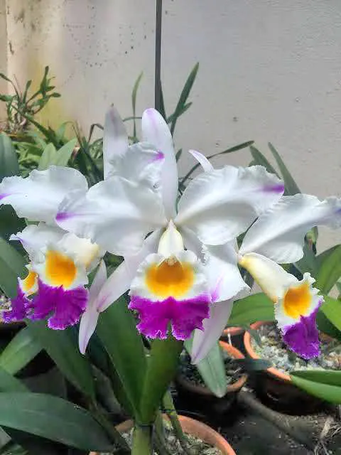 Cattleya eldorado var semi alba pincelada 'Caapora'