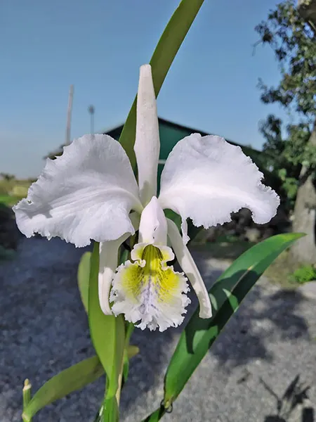 Cattleya mossiae coerulea 'Soto Pozo' x 'Ayalla'