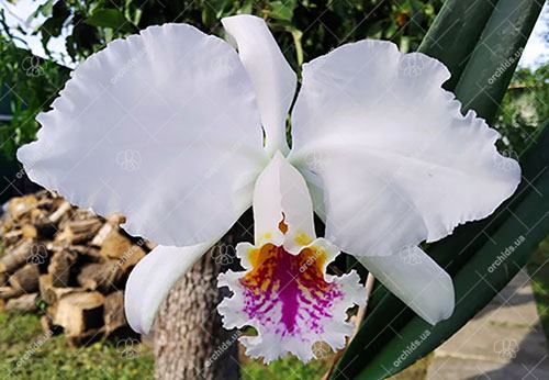 Cattleya mossiae semi-alba 'Blanca' x 'Mariela'