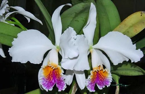 Cattleya mossiae semi-alba 'Blanca' x 'Aurora'