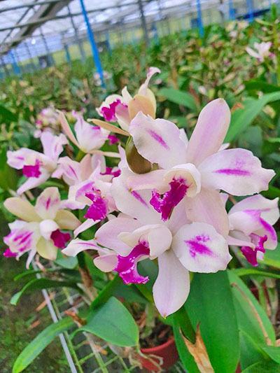 Potinara Haw Yuan Glory 'Golden Angel' x Laeliocattleya Penny Kuroda 'Spots'