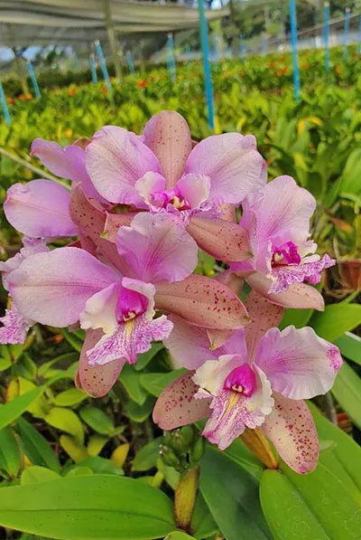 Laeliocattleya Penny kuroda 'Spots' x Cattleya guttata