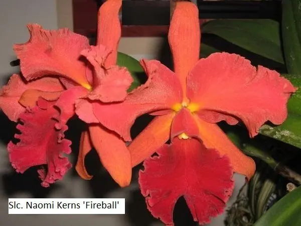 Sophrolaeliocattleya Naomi Kerns 'Fireball'