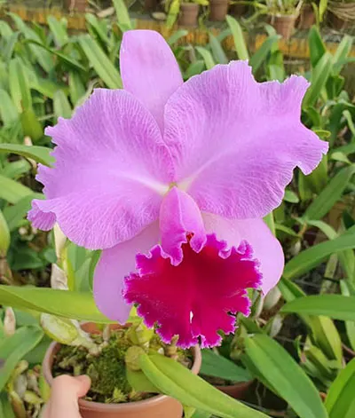 Brassolaeliocattleya Drumbeat 'Triumph' x Amy Wakasugi