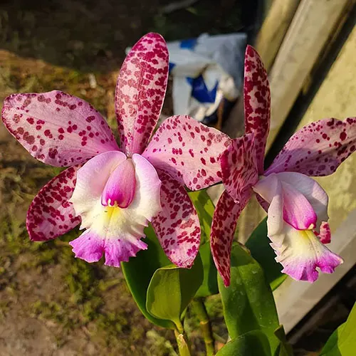 Brassolaeliocattleya Cruzeiro do Sul 'Pink Spots'