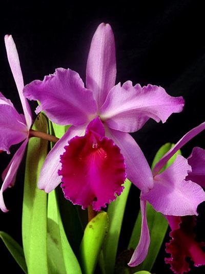 Cattleya warscewiczii BV