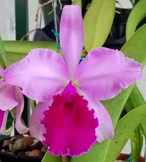 Cattleya warscewiczii BV