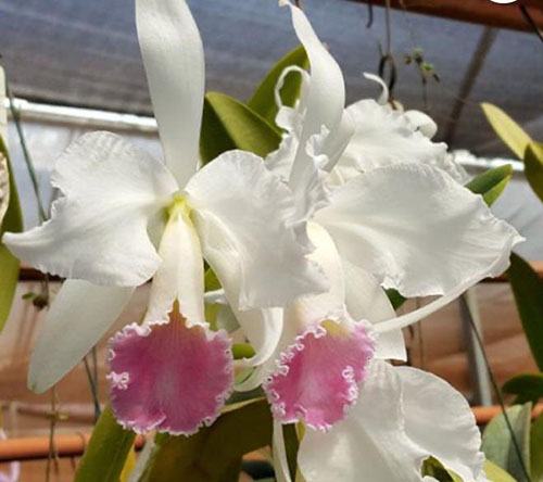 Cattleya labiata semi-alba carnea