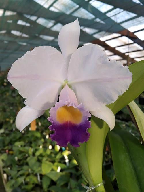 Cattleya trianae coerulea (Multiclone)