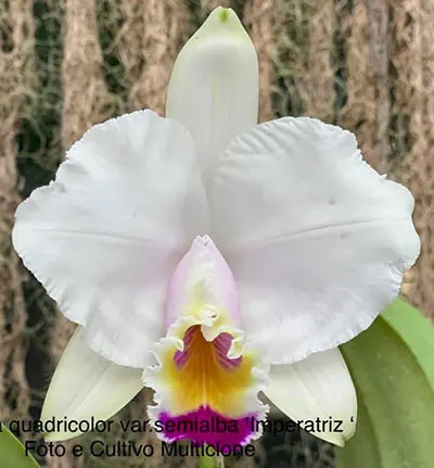 Cattleya quadricolor (Multiclone division)
