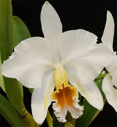 Cattleya percivaliana var suave x self (Multiclone seedling)
