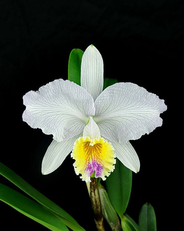 Cattleya lueddemanniana var coerulea 'Fantasy' x coerulea venosa