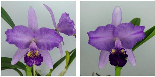 Cattleya lueddemanniana var purpurea x var purpurea 'Baby Babe'