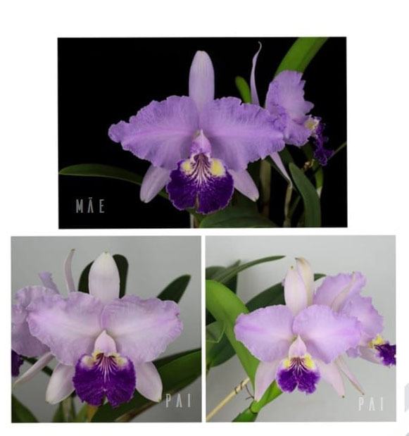 Cattleya lueddemanniana var purpurea x purpurea