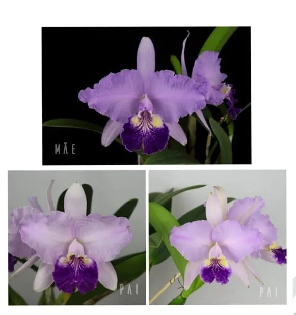 Cattleya lueddemanniana var purpurea x purpurea