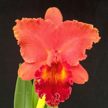Brassolaeliocattleya Mirian Suzuki (843SZ)