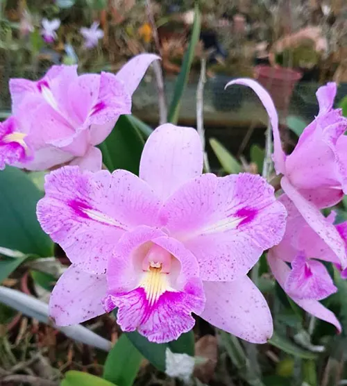 Brassolaeliocattleya Serra de Itapeti