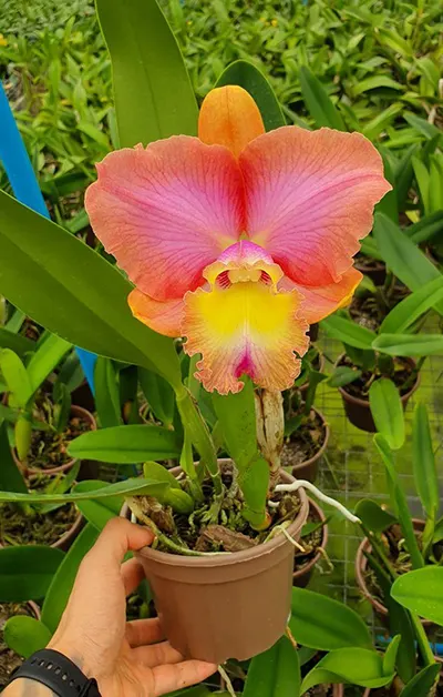 Brassolaeliocattleya Rodrigo Suzuki x Brassolaeliocattleya Yoshico Suzuki