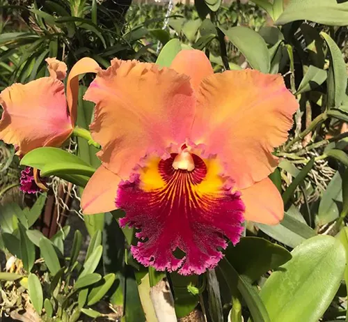 Brassolaeliocattleya Mirian Suzuki 'Rotunda'