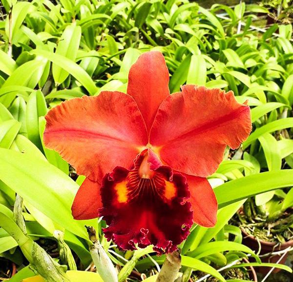 Brassolaeliocattleya Lina Costa