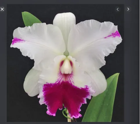 Laeliocattleya Dorothy Oka