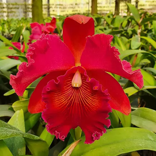 Brassolaeliocattleya Exotic Dream x Brassolaeliocattleya Chia Lin