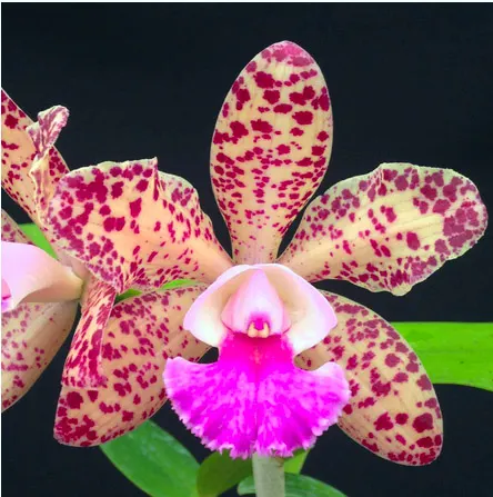 Cattleya Marie Haga 'Itapeti'