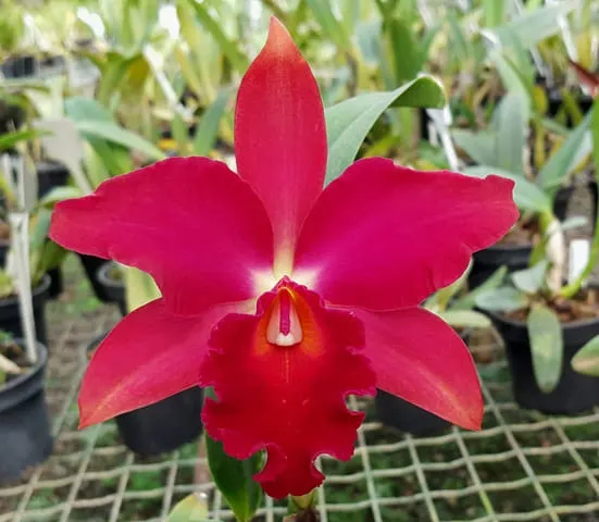 Sophrolaeliocattleya Mae Hawkins 'Miya'