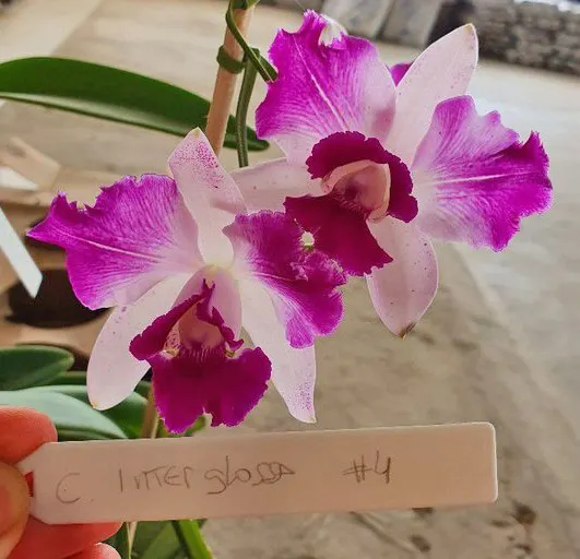 Cattleya Interglossa #4
