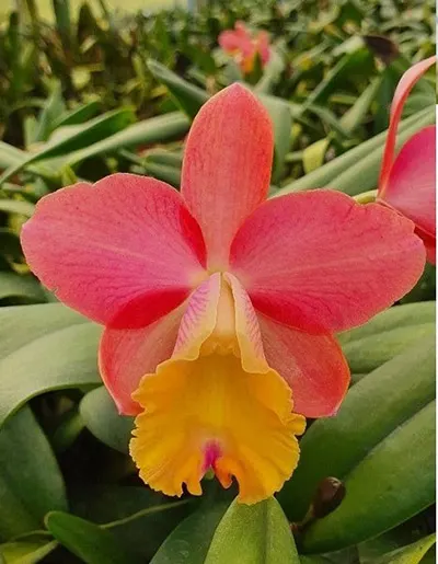 Brassolaeliocattleya Elizabeth Palmer x Brassolaeliocattleya Monte Verde
