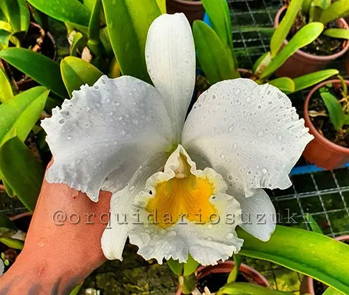 Cattleya Old White