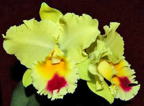Brassolaeliocattleya Goldenzelle 'Lemon Chiffon'