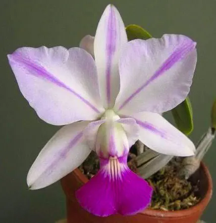 Cattleya walkeriana semi-alba flamea 'Tokutsu'