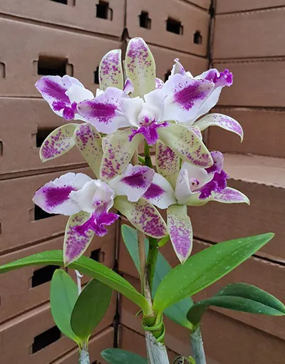 Laeliocattleya Penny Kuroda 'Spot's' x Brassolaeliocattleya Eve Marie Barnett