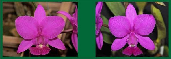Cattleya walkeriana rubra 'Ziggy' TE x Cattleya walkeriana tipo 'Mateus Leme'