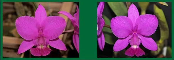 Cattleya walkeriana rubra 'Ziggy' TE x Cattleya walkeriana tipo 'Mateus Leme'